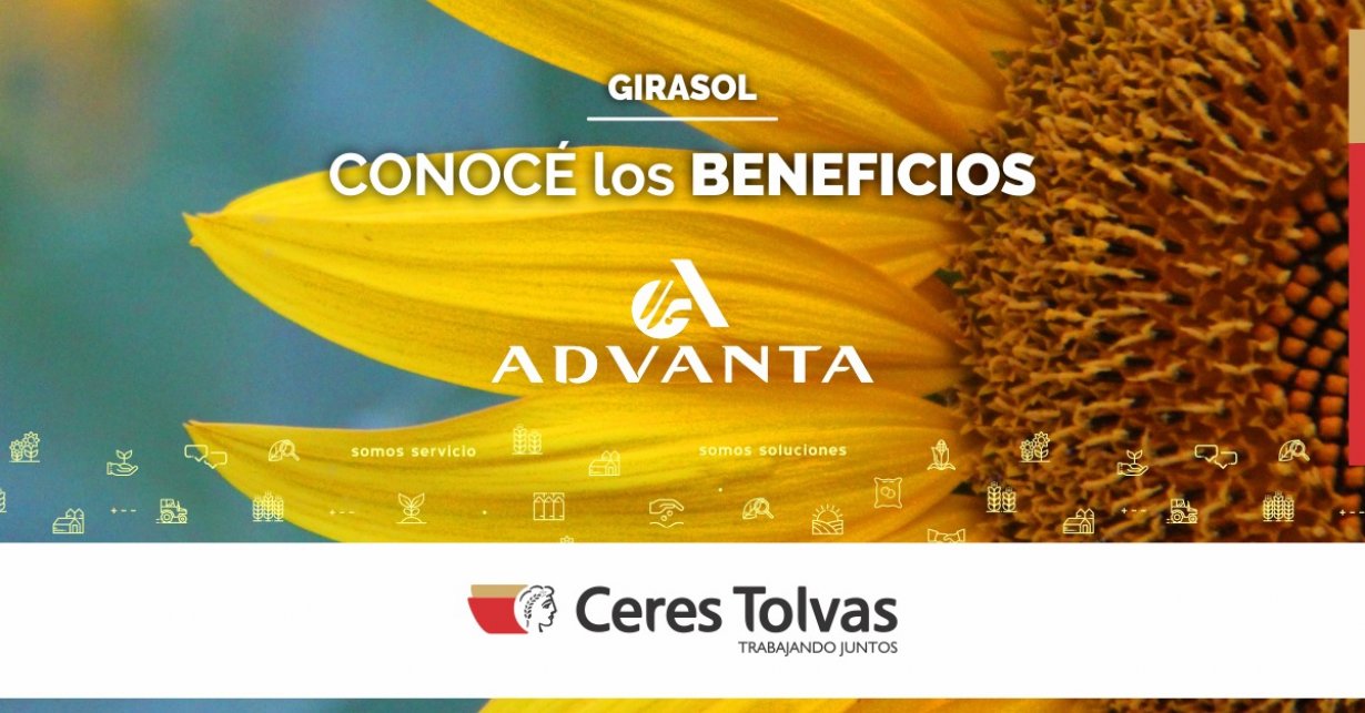 Campaña Girasol Advanta