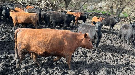 Impacto del barro en corrales: cómo mejorar el rendimiento y bienestar animal